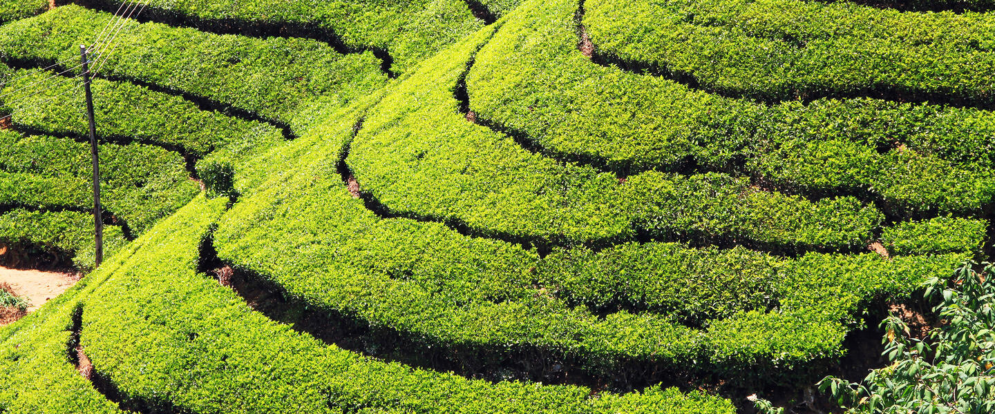 Sri Lanka natürlich