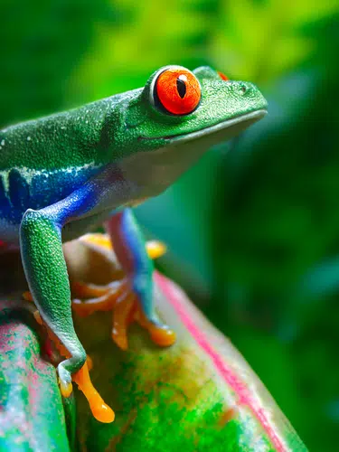 Pura Vida - Naturparadies Costa Rica