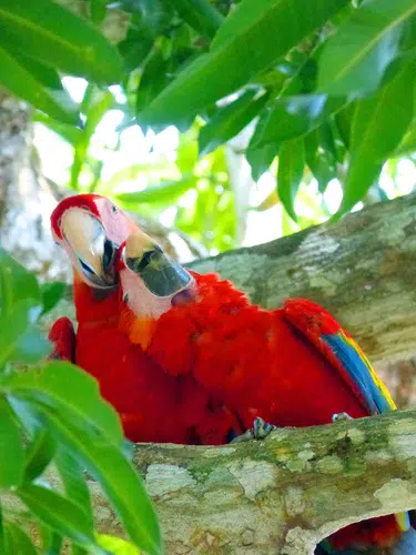Pura Vida - Naturparadies Costa Rica
