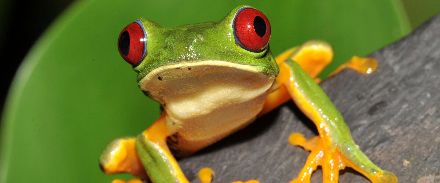 Costa Rica und Nicaragua - Naturschätze und Kulturerbe