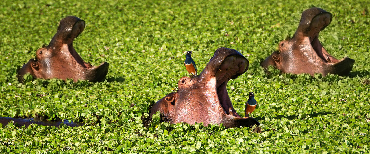 Kenia und Tansania - Savannenträume im Tierparadies
