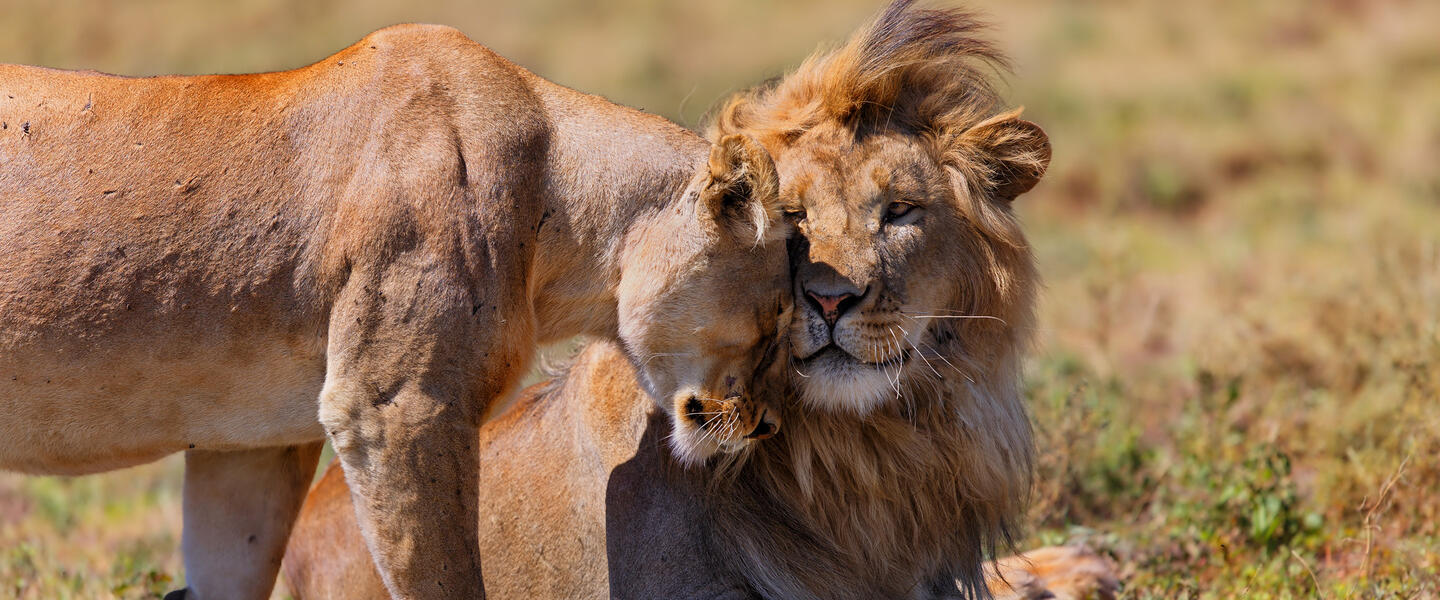 Kenia und Tansania - Savannenträume im Tierparadies
