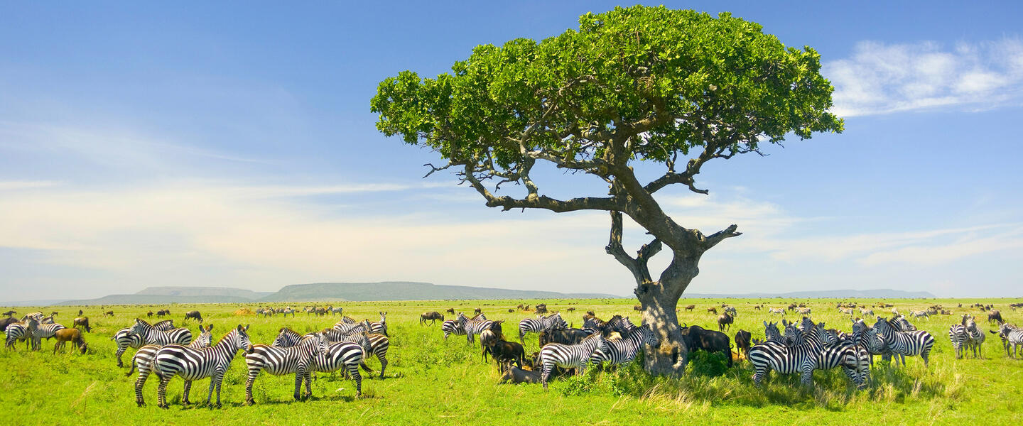 Kenia und Tansania - Savannenträume im Tierparadies