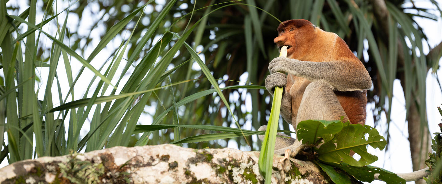 Multikulturelles Malaysia und Borneo Multikulturelles Malaysia und Borneo