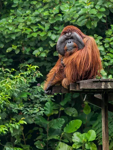 Multikulturelles Malaysia und Borneo