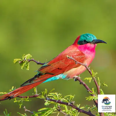 Namibia - von Windhoek zu den Victoria-Fällen