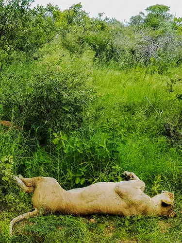 Südafrika - freie Wildnis und Indischer Ozean
