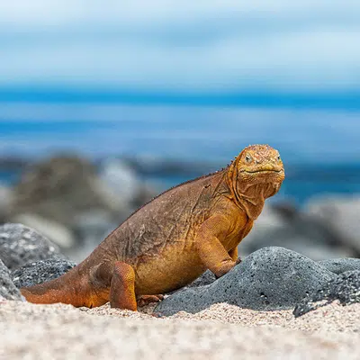 Peru und Ecuador - von Machu Picchu zu den Galápagos-Inseln