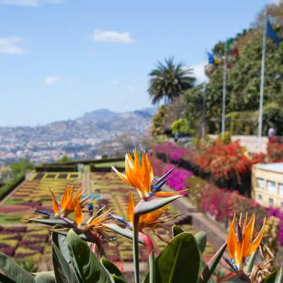 Blumeninsel Madeira