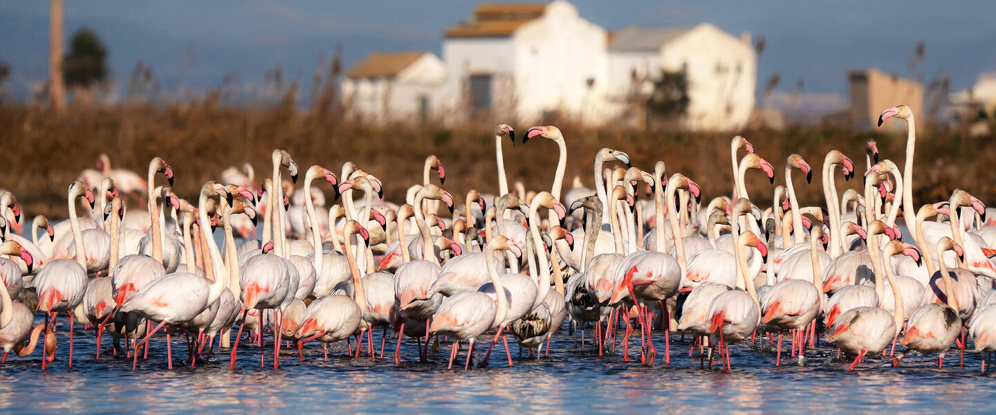 Entlang der Costa Blanca - "Paella, Palmen und Meer"