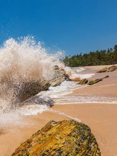 Natürlich Sri Lanka!