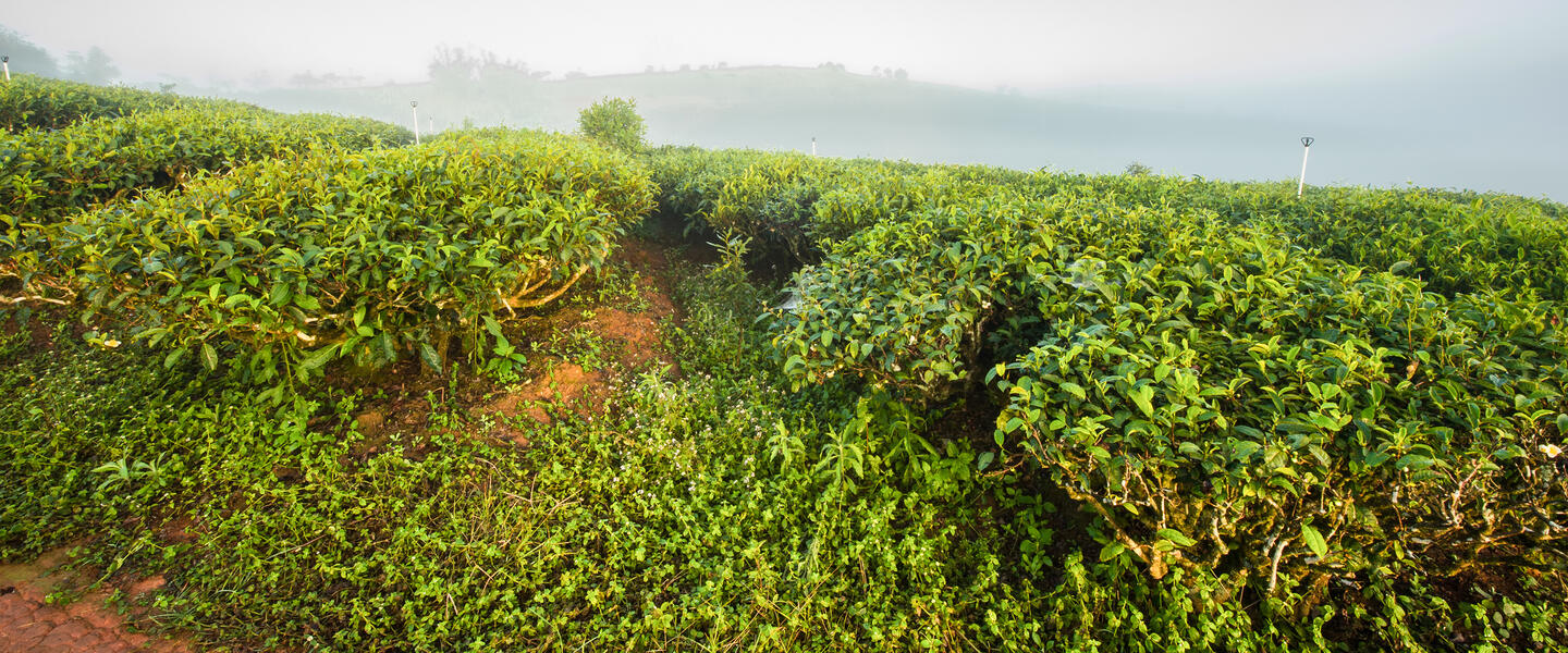 China - zu den Ursprüngen der Teekultur in Yunnan