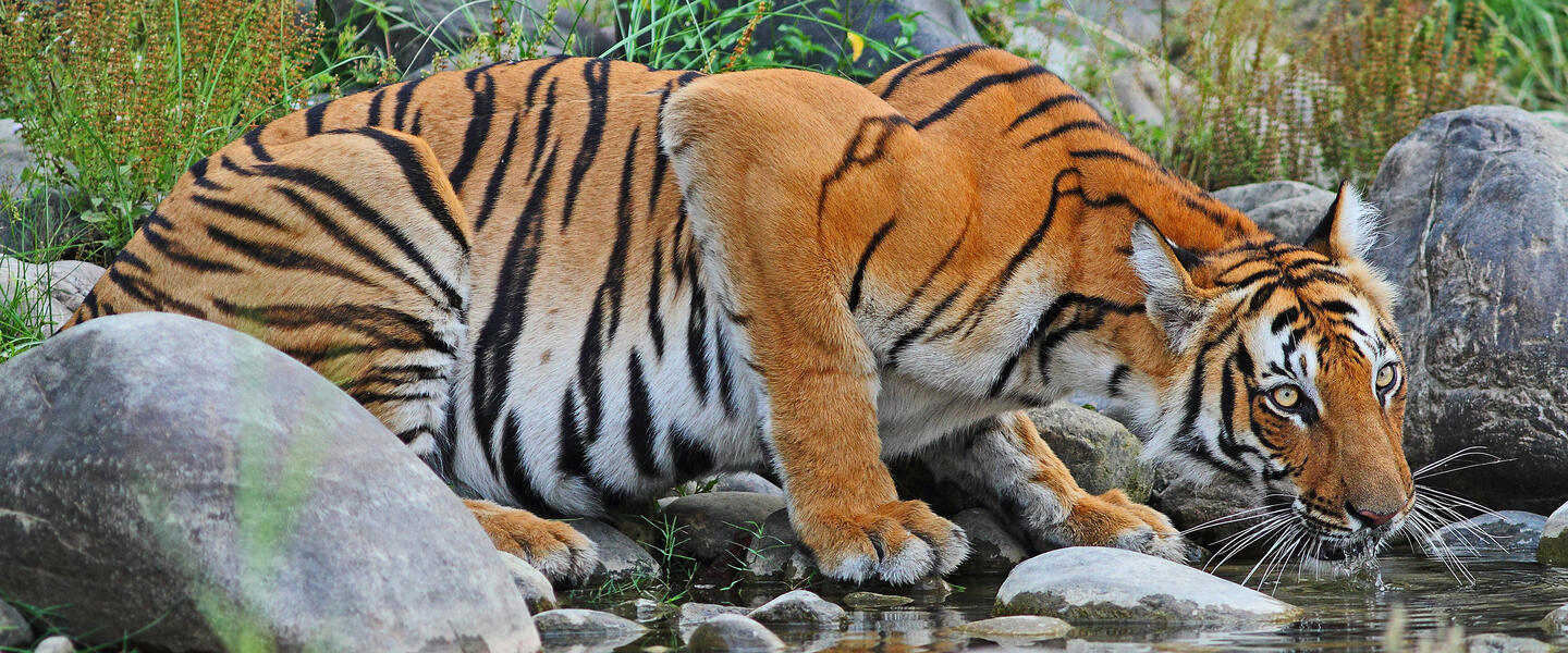 Vielfalt Nordindiens