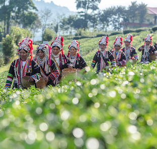 Thailands Teeschätze - eine aromatische Reise