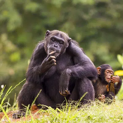 Uganda - im Land der Berggorillas