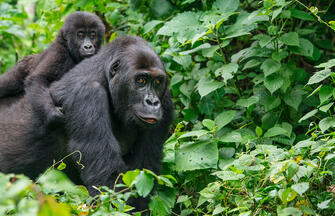 Uganda und Sansibar - Vom Land der Berggorillas nach Sansibar