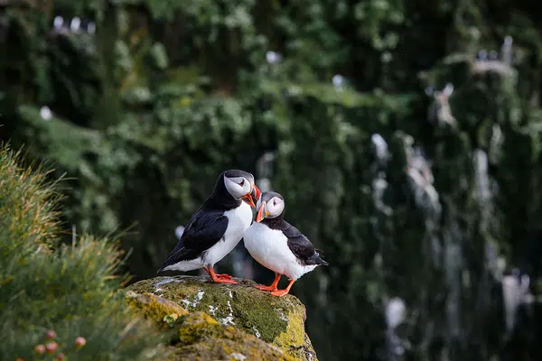 Magie der Westfjorde - Naturwunder am Rande der Welt