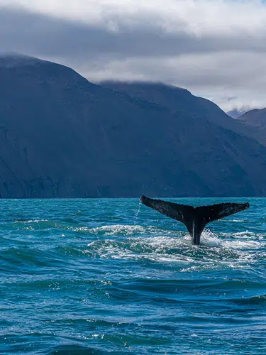 Magie der Westfjorde - Naturwunder am Rande der Welt