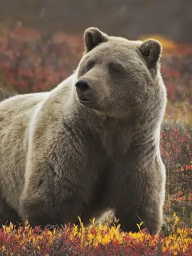 Glanzlichter Yukon und Alaska