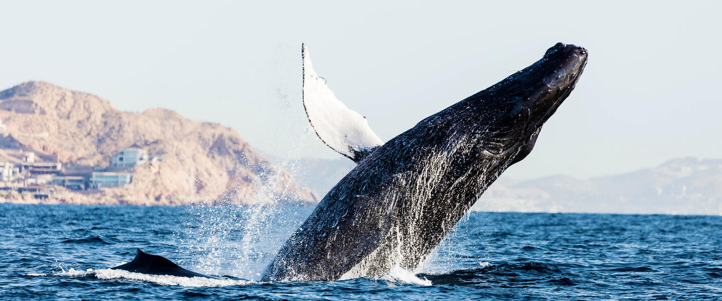 Baja California Sur - unbekanntes Naturparadies Baja California Sur - unbekanntes Naturparadies