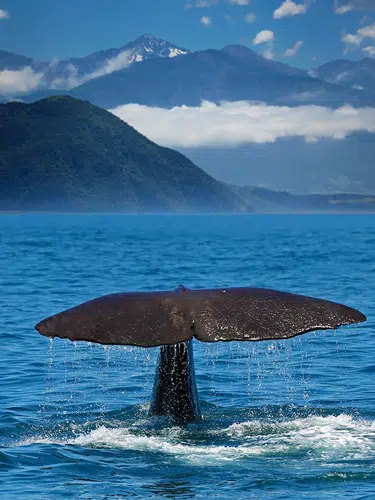 Neuseelandsafari - von Auckland nach Christchurch