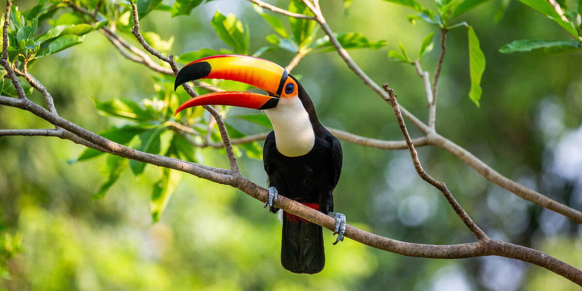 Natrparadies Pantanal Natrparadies Pantanal