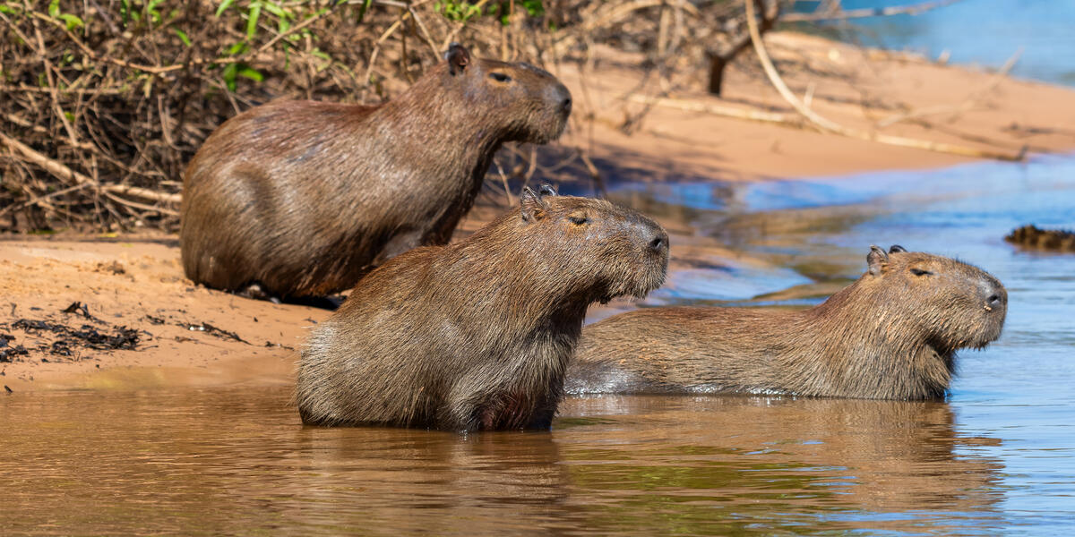 Natrparadies Pantanal Natrparadies Pantanal