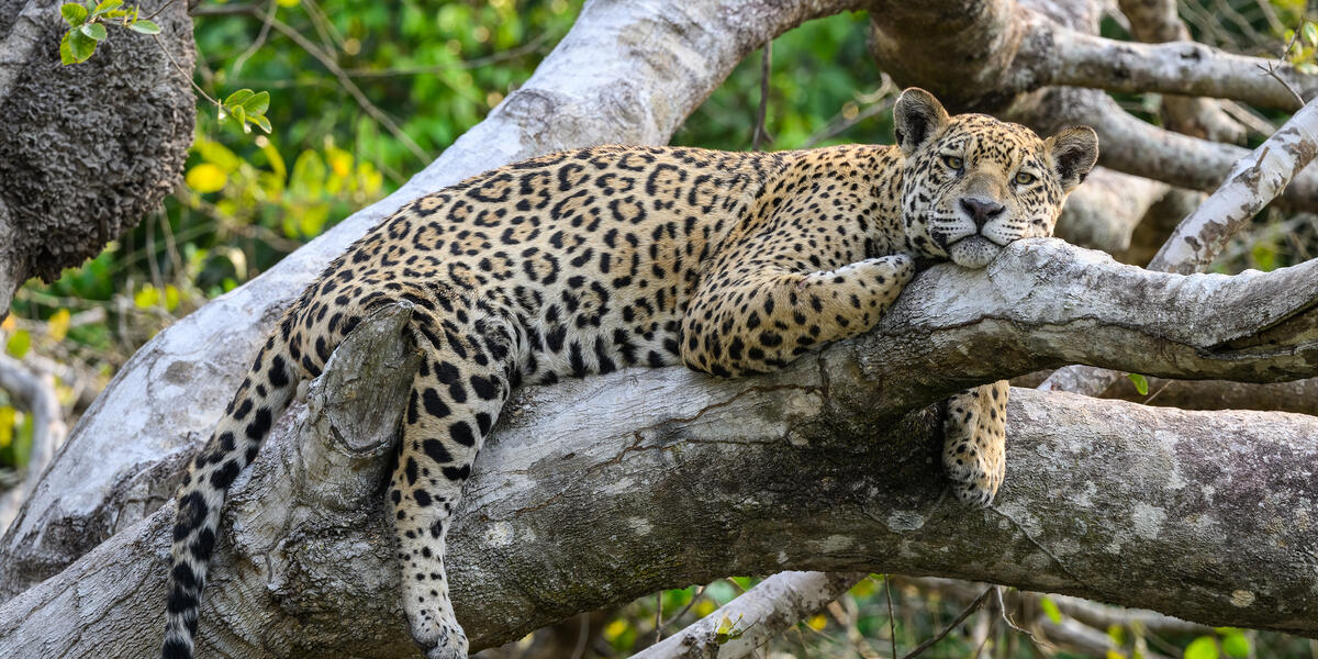 Natrparadies Pantanal Natrparadies Pantanal
