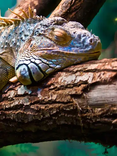 Galápagos auf die bequeme Art