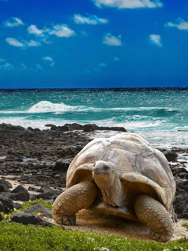 Galápagos auf die bequeme Art