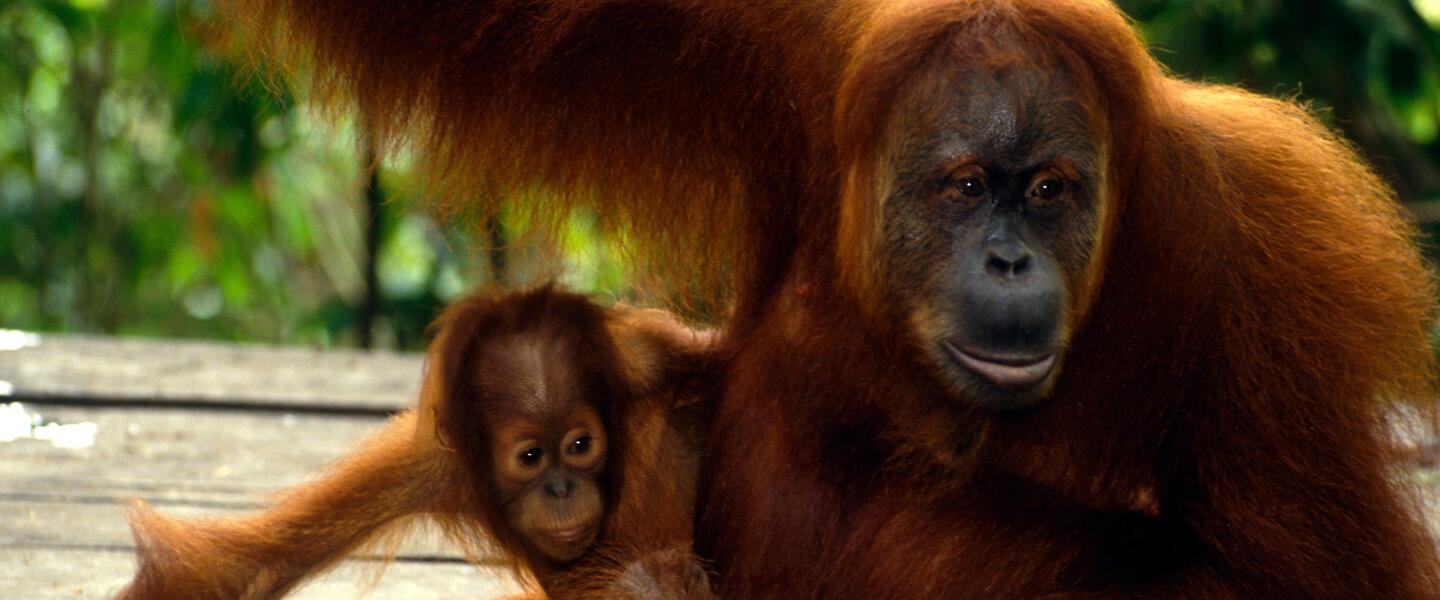 Naturschönheiten auf Sumatra