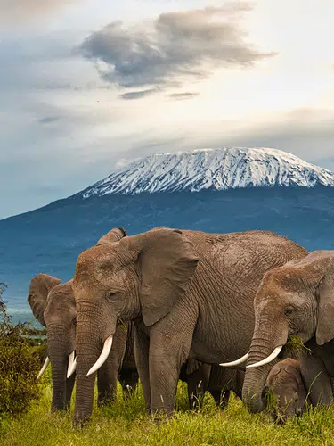 Kenia ─ grenzenloses Tierparadies