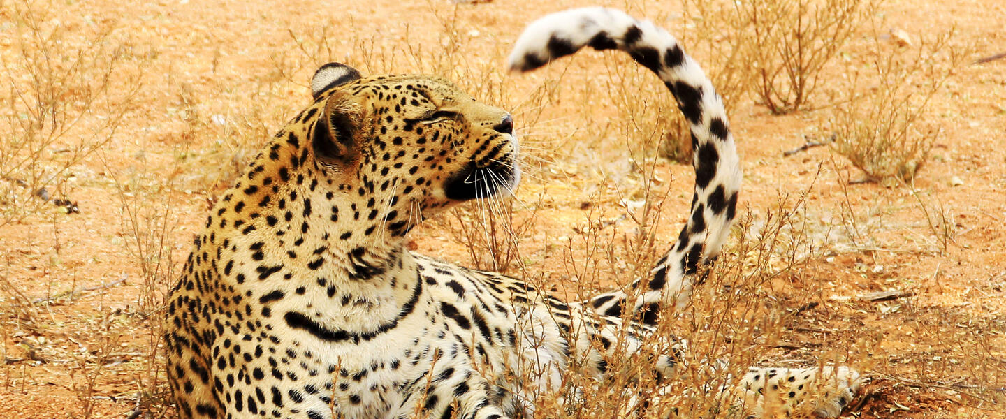 Tierparadies Kavango-Zambezi