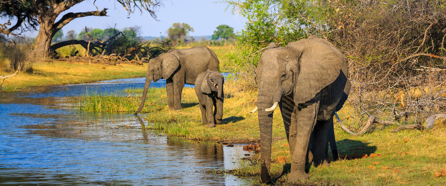 Tierparadies Kavango-Zambezi