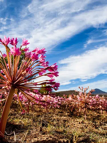 Südafrika: vom Krüger-Nationalpark bis an die Küste
