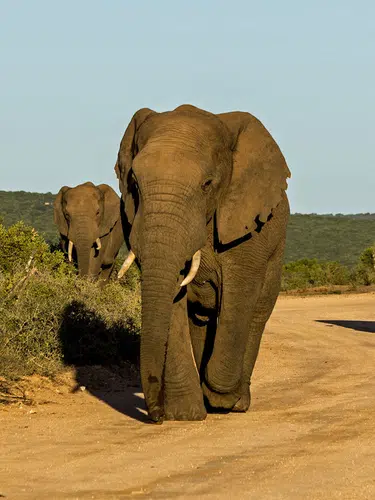 Südafrika für Selbstfahrer - Kapstadt, Gartenroute und Karoo