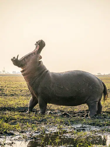 Südafrika, Simbabwe und Botswana - African Extravaganza