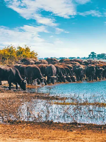 Südafrika, Simbabwe und Botswana - African Extravaganza