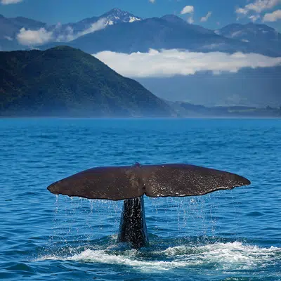 Kaikoura ─ den Walen ganz nah