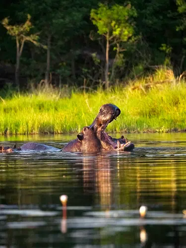 Wildes Herz Afrikas - Botswana und Simbabwe