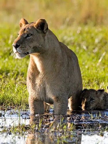 Wildes Herz Afrikas - Botswana und Simbabwe