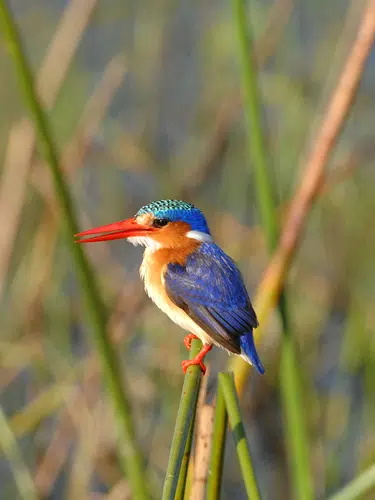 Wildes Herz Afrikas - Botswana und Simbabwe