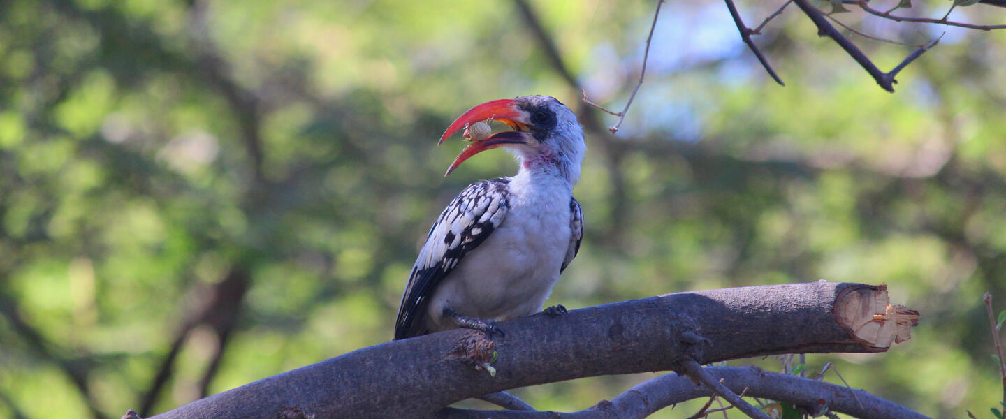 Senegal und Gambia - Westafrika privat erleben