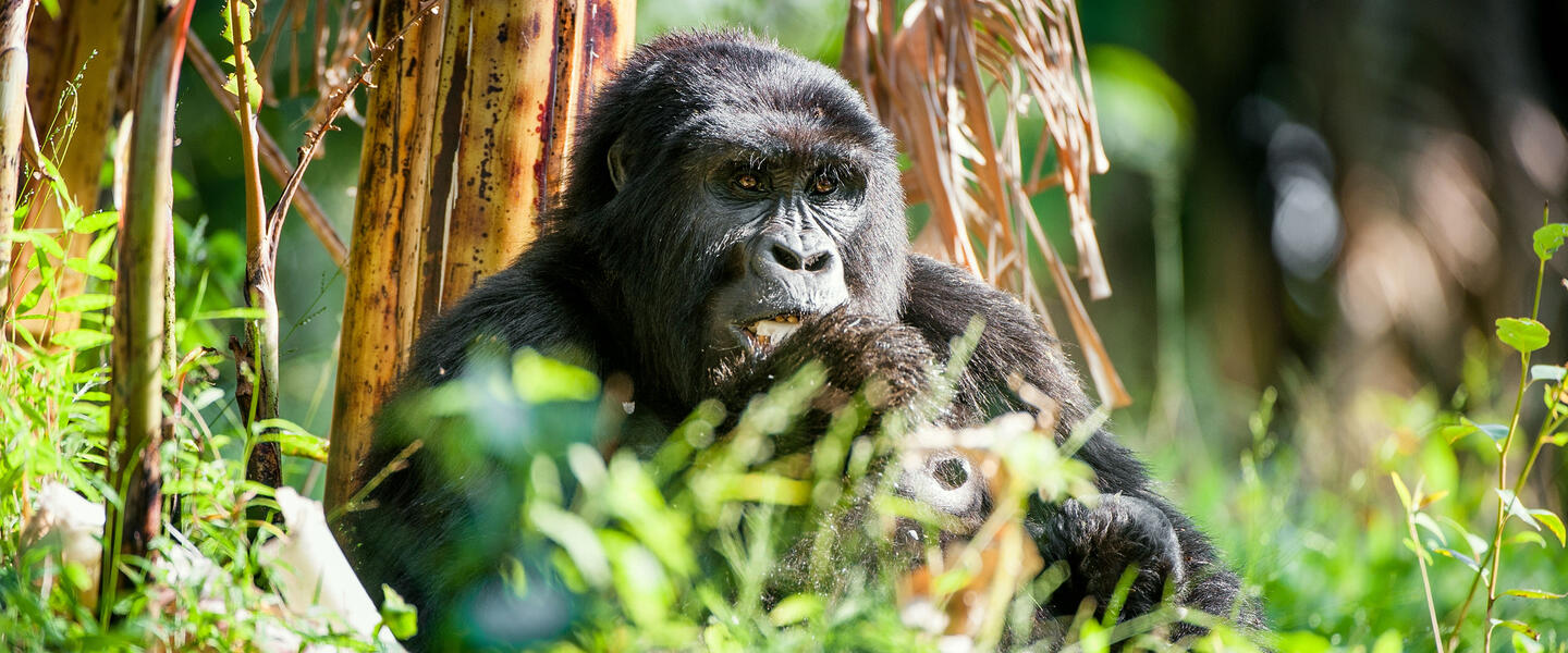 Uganda - im Land der Berggorillas privat Uganda - im Land der Berggorillas privat